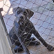 River Faith is registered to the contest to win money with this photo: dog, chain_link_fence, concrete, outdoor, sitting, pet, animal, fence, looking, curious, metal, canine, eyes, pavement, resting, domestic_animal, guard_dog, expression, daylight, shade