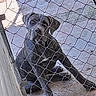 dog, chain_link_fence, concrete, outdoor, sitting, pet, animal, fence, looking, curious, metal, canine, eyes, pavement, resting, domestic_animal, guard_dog, expression, daylight, shade
