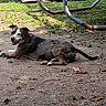 Draco Jude joined the competition — help win amazing prizes! dog, lying_down, outdoor, grass, dirt, sunlight, leaves, canine, resting, nature, animal, playful, pets, summer, tongue_out, brown_coat, white_spots, metal_pipes, ground, relaxed