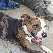 Draco Jude joined the competition — help win amazing prizes! dog, brindle_coat, gray_dog, collar, concrete_floor, pet, canine, lying_down, relaxed, outdoor, animal, companion, two_dogs, happy, playful, muzzle, ears, tongue, paw, fur