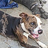 animal, brindle_coat, canine, collar, companion, concrete_floor, dog, ears, fur, gray_dog, happy, lying_down, muzzle, outdoor, paw, pet, playful, relaxed, tongue, two_dogs