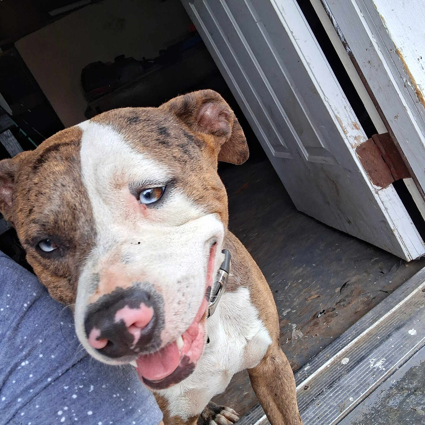 Draco Jude joined the competition — help win amazing prizes! dog, blue_eyes, pink_nose, smiling, pet, canine, brown_and_white_fur, collar, close_up, indoor, door, floor, person, shoulder, affectionate, tongue_out, happy, animal, companion, casual