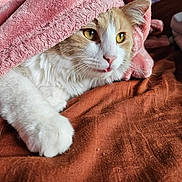 Oliver joined the competition — help win amazing prizes! animal, bed, blanket, cat, closeup, comfort, cozy, cute, domestic_cat, feline, fur, indoor, paw, pet, pink, relaxed, resting, soft_texture, whiskers, yellow_eyes