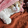 animal, bed, blanket, cat, closeup, comfort, cozy, cute, domestic_cat, feline, fur, indoor, paw, pet, pink, relaxed, resting, soft_texture, whiskers, yellow_eyes