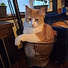 Oliver is registered to the contest to win money with this photo: animal, basket, bicycle_basket, blue_couch, cat, cute, domestic_cat, fluffy, furniture, home, indoor, living_room, orange_cat, pet, plant, relaxed, sitting, white_cat, window, wood_floor