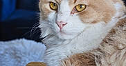 Oliver joined the competition — help win amazing prizes! animal, background_blur, cat, close_up, cozy, domestic_cat, ears, face, fluffy, fur, furniture, golden_eyes, home, indoor, orange_and_white, pet, portrait, relaxed, table, whiskers
