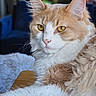 animal, background_blur, cat, close_up, cozy, domestic_cat, ears, face, fluffy, fur, furniture, golden_eyes, home, indoor, orange_and_white, pet, portrait, relaxed, table, whiskers