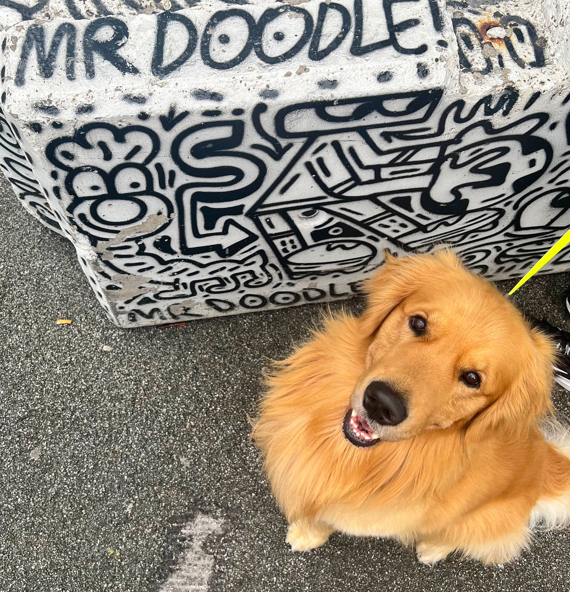 Doodle joined the competition — help win amazing prizes! art, asphalt, canidae, carnivore, companion_dog, dog, dog_breed, fawn, flooring, font, fur, golden_retriever, handwriting, road_surface, sidewalk, snout, sporting_group, tar, visual_arts, whiskers