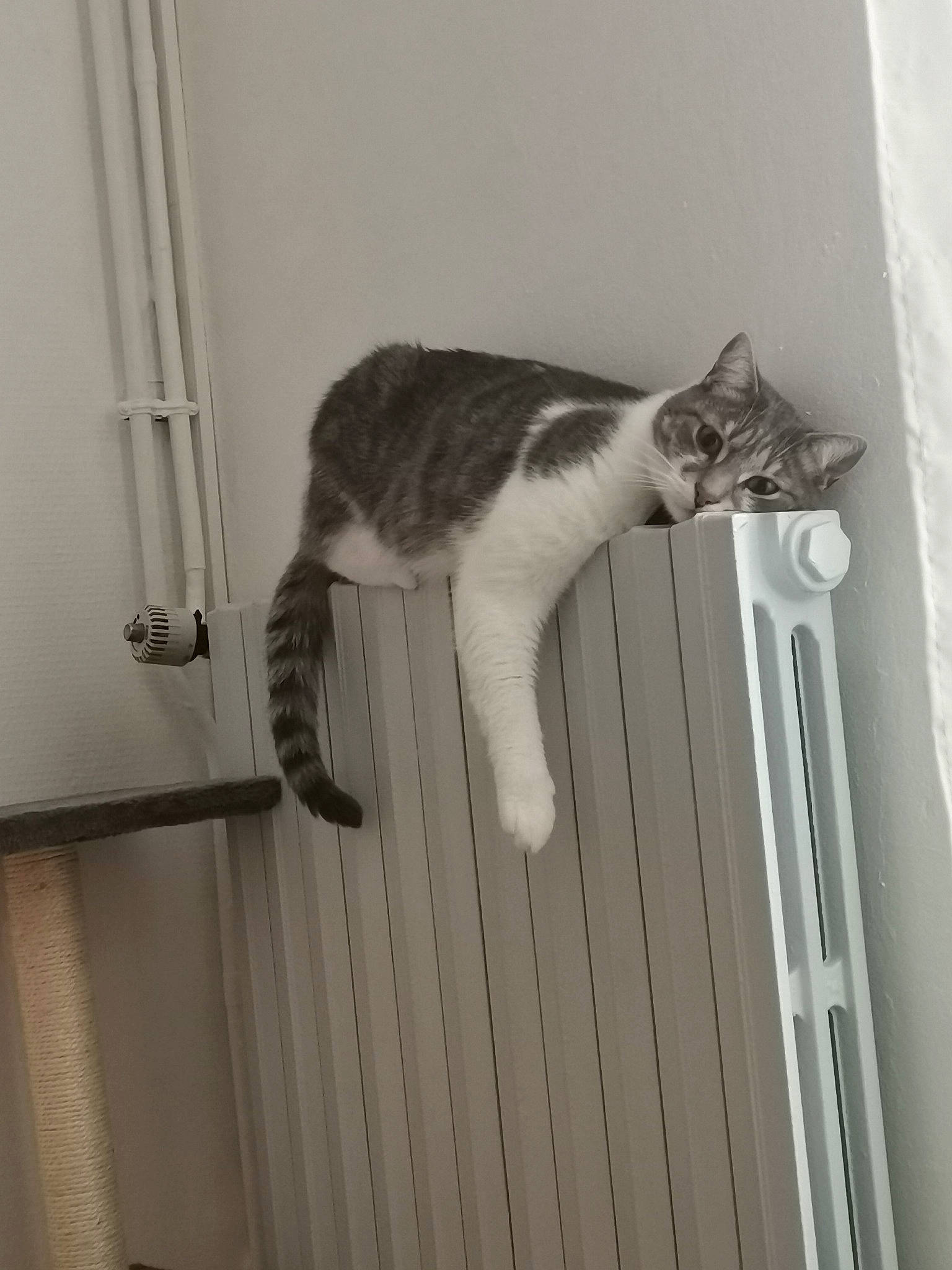 Edward a rejoint le concours — aidez-le/la à gagner de superbes lots ! building, carnivore, cat, domestic_short_haired_cat, felidae, flooring, fur, grey, hardwood, house, monochrome, monochrome_photography, paw, room, small_to_medium_sized_cats, tail, whiskers, window, wood