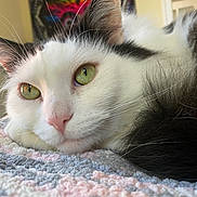 Ozzy is registered to the contest to win money with this photo: animal, black_fur, cat, close_up, cozy, crocheted_blanket, domestic_cat, fur, green_eyes, indoor, nose, pastel_colors, pet, portrait, relaxed, resting, sleepy, soft_texture, whiskers, white_fur