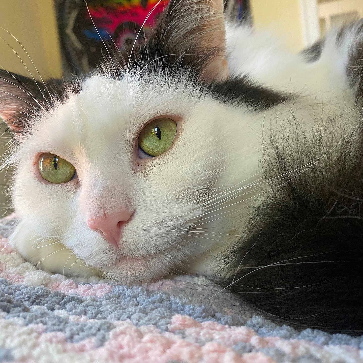 Ozzy is registered to the contest to win money with this photo: animal, black_fur, cat, close_up, cozy, crocheted_blanket, domestic_cat, fur, green_eyes, indoor, nose, pastel_colors, pet, portrait, relaxed, resting, sleepy, soft_texture, whiskers, white_fur