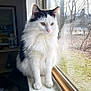 Ozzy joined the competition — help win amazing prizes! angora, animal, boat, cat, kitten, lamp, manx, person, pet, photoframe, transportation, vehicle, window, windowsill