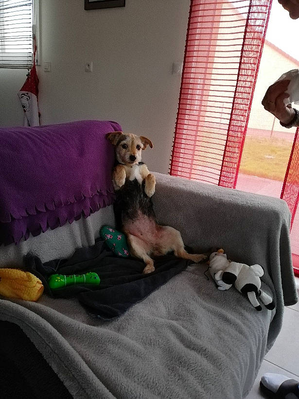 Ciboulette participe au concours pour gagner de l'argent avec cette photo : bed, bedroom, canidae, carnivore, comfort, companion_dog, couch, dog, dog_breed, fawn, furniture, italian_greyhound, lurcher, mattress, puppy, room, whippet