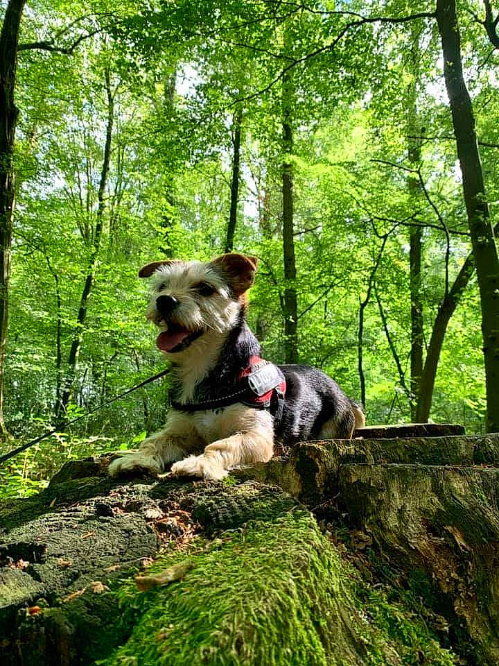 Ciboulette a rejoint le concours — aidez-le/la à gagner de superbes lots ! adventure, biome, canidae, carnivore, companion_dog, dog, dog_breed, fawn, forest, jungle, natural_landscape, old_growth_forest, plant, rainforest, temperate_broadleaf_and_mixed_forest, terrier, tree, trunk, woodland, woody_plant