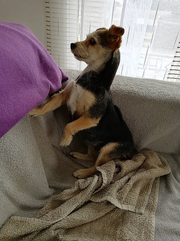 Ciboulette participe au concours pour gagner de l'argent avec cette photo : canidae, carnivore, companion_dog, dog, dog_breed, fawn, snout