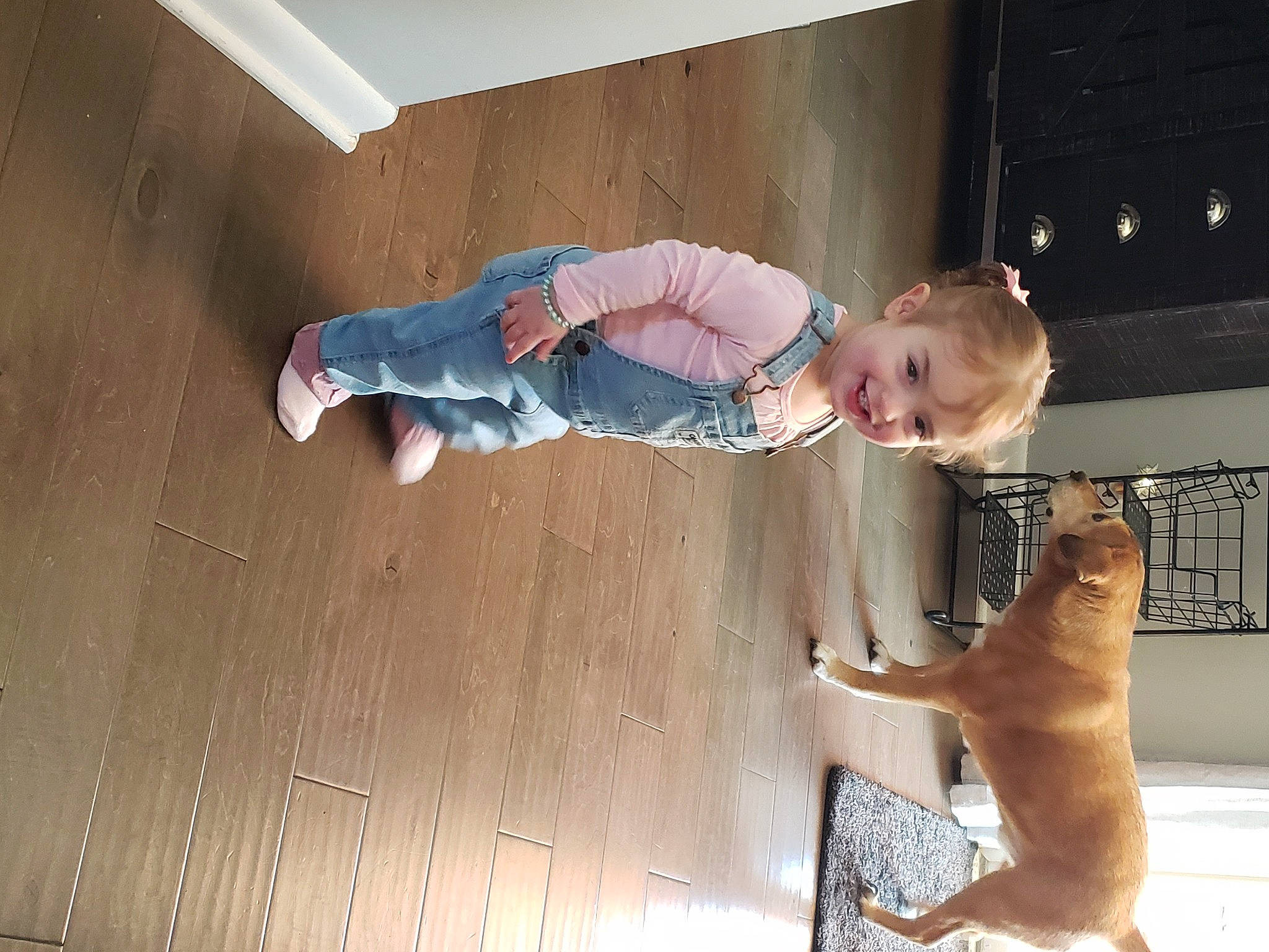 Ellie is registered to the contest to win money with this photo: carnivore, companion_dog, dog, dog_breed, elbow, floor, flooring, fun, hardwood, joy, knee, person, room, sitting, smile, snout, tail, toddler, varnish, wood