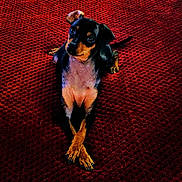Pablo joined the competition — help win amazing prizes! big_eyes, black_and_tan, close_up, companion, cozy, cute, dog, home_interior, indoor, looking_up, lying_down, miniature_pinscher, paws_crossed, pet, portrait, puppy, red_carpet, short_hair, small_dog, textured_rug