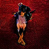 big_eyes, black_and_tan, close_up, companion, cozy, cute, dog, home_interior, indoor, looking_up, lying_down, miniature_pinscher, paws_crossed, pet, portrait, puppy, red_carpet, short_hair, small_dog, textured_rug
