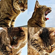 Tigrou a rejoint le concours — aidez-le/la à gagner de superbes lots ! cat, tabby, close_up, animal, pet, outdoor, sky, whiskers, ears, mouth, tongue, teeth, fur, expression, collage, quadrant, daylight, nature, feline, portrait