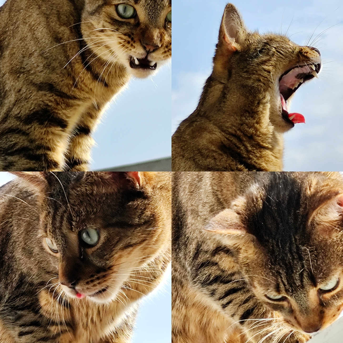 Tigrou a rejoint le concours — aidez-le/la à gagner de superbes lots ! animal, cat, close_up, collage, daylight, ears, expression, feline, fur, mouth, nature, outdoor, pet, portrait, quadrant, sky, tabby, teeth, tongue, whiskers