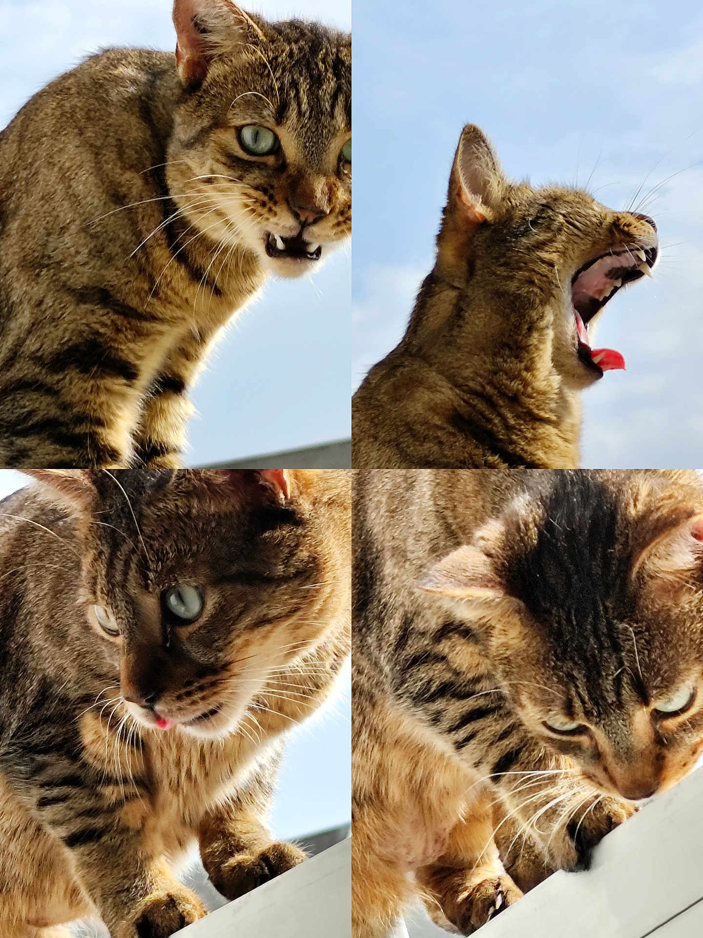 Tigrou