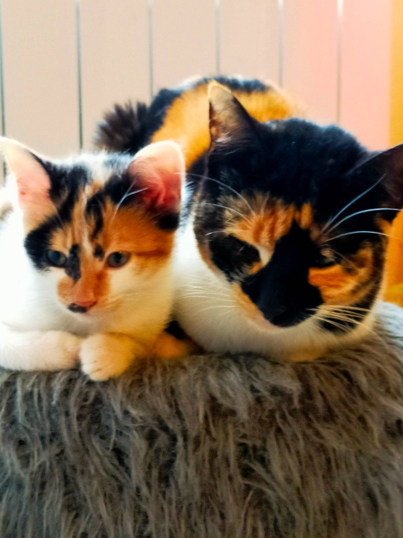 Princesse Chouquette