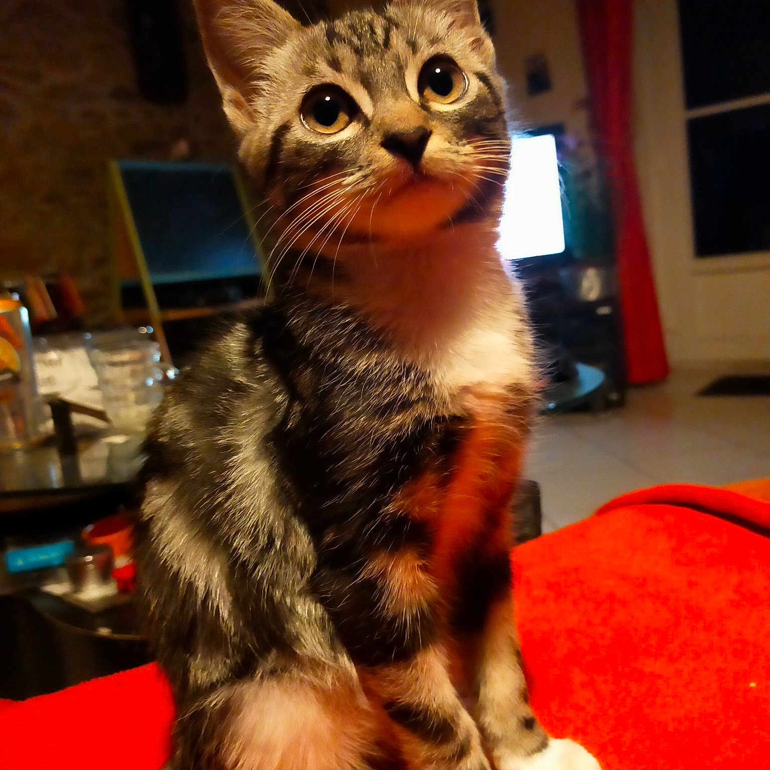 Simba