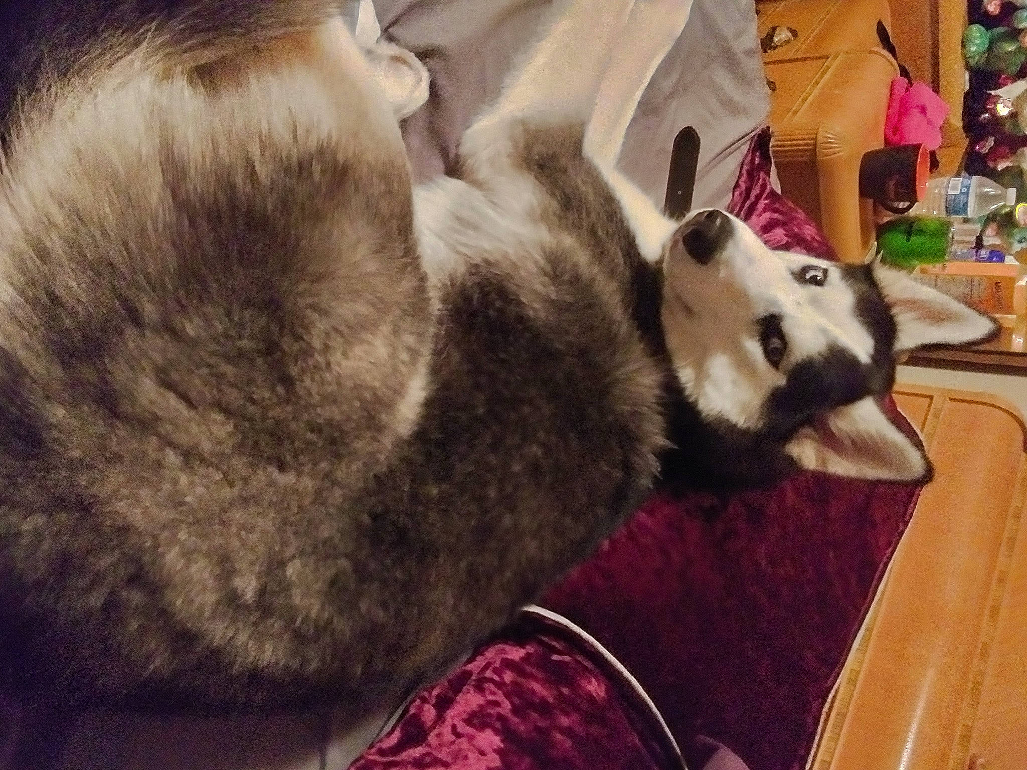 Comet joined the competition — help win amazing prizes! canidae, carnivore, cat, comfort, companion_dog, dog_breed, fawn, felidae, flooring, fur, linens, nap, paw, puppy, small_to_medium_sized_cats, snout, sporting_group, terrestrial_animal, whiskers, wood