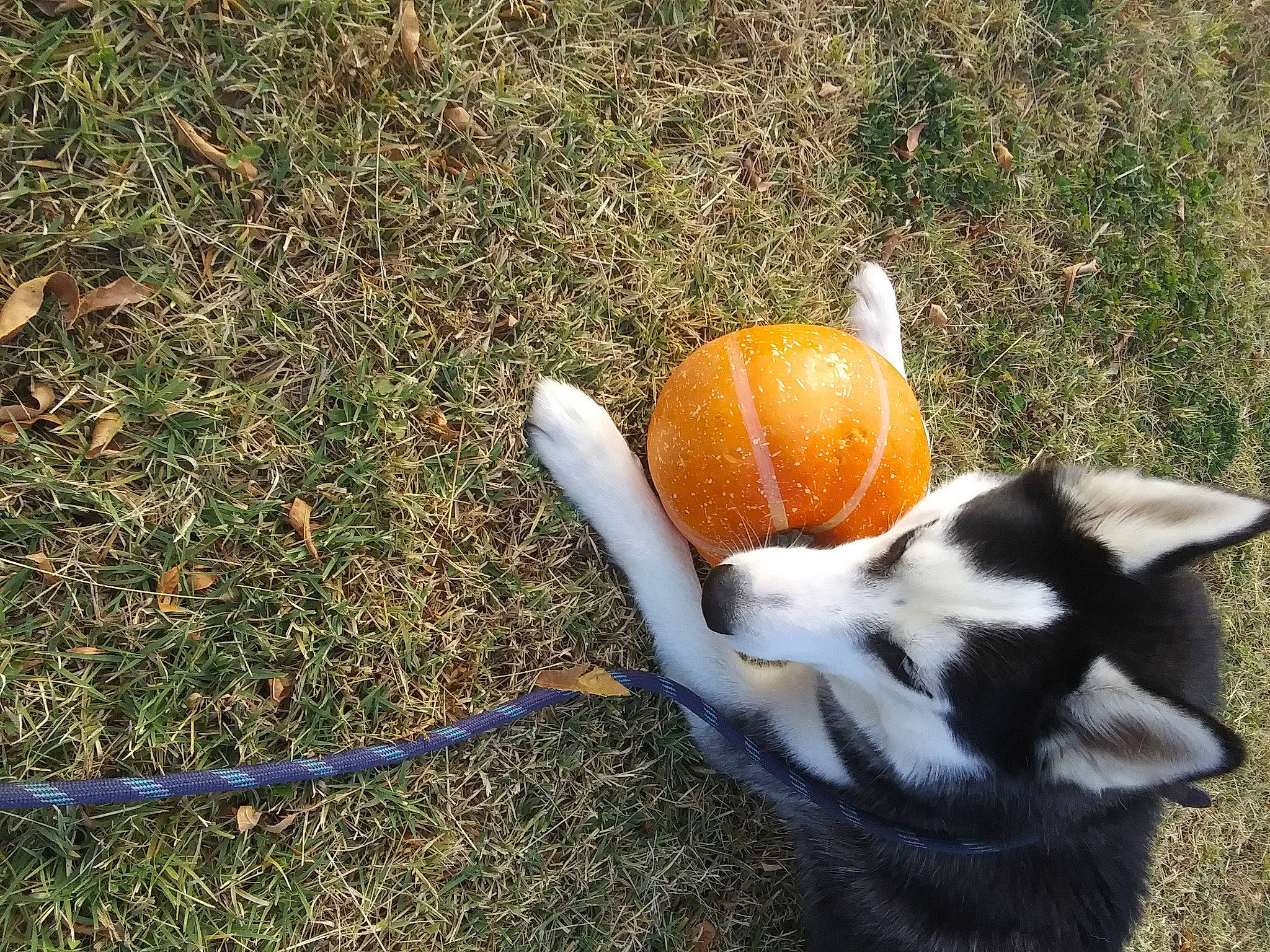 Comet is registered to the contest to win money with this photo: ball, beak, canidae, companion_dog, dog_breed, fashion_accessory, fawn, flightless_bird, fur, grass, plant, pumpkin, soil, sporting_group, tail, terrestrial_animal, toy, tree, wildlife, winter_squash