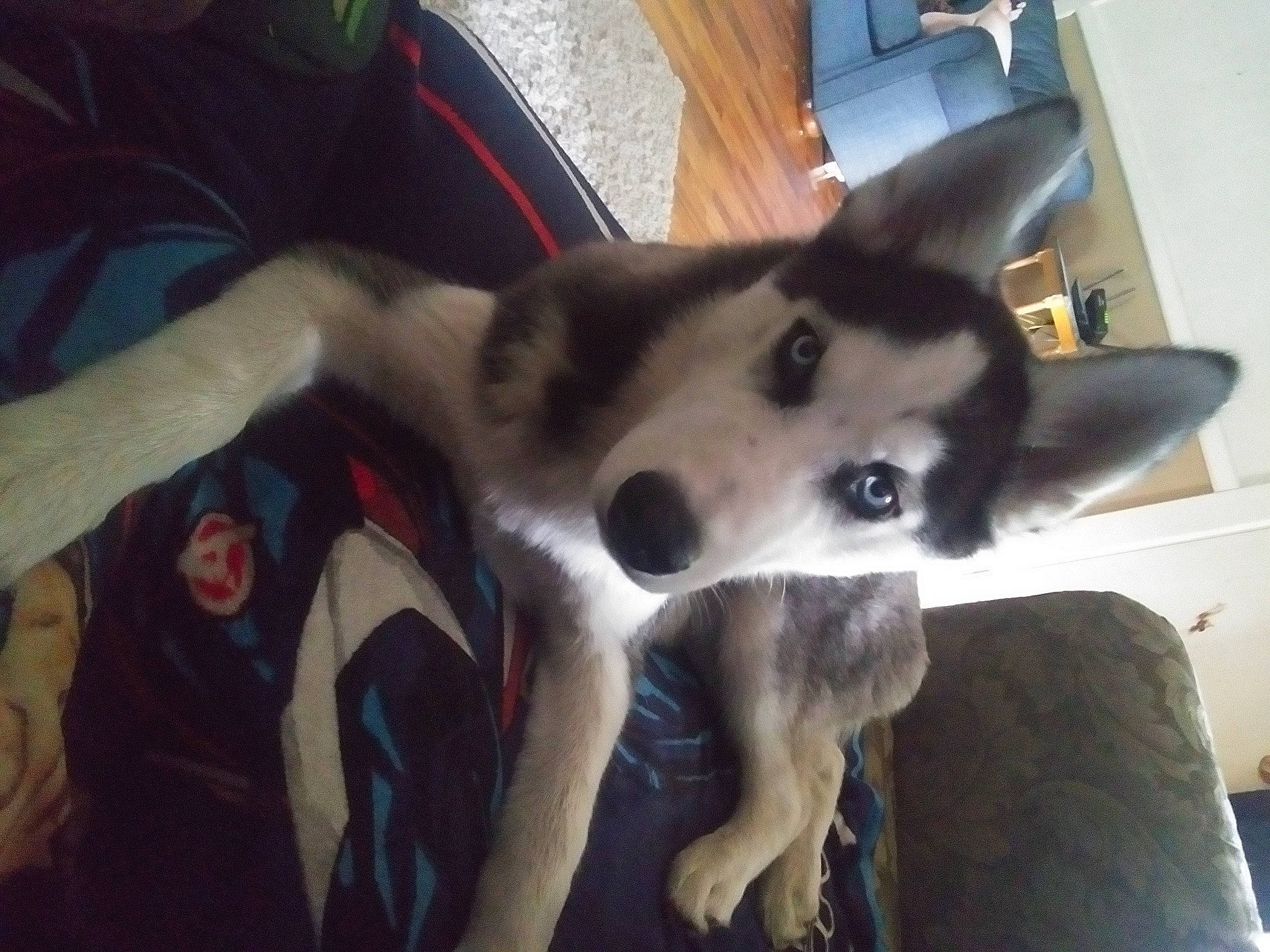 Comet is registered to the contest to win money with this photo: canidae, canis, carnivore, companion_dog, dog, dog_breed, east_european_shepherd, fur, mammal, non_sporting_group, siberian_husky, sled_dog, snout, sporting_group, terrestrial_animal, wolf, working_animal, working_dog