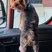 Osito is registered to the contest to win money with this photo: black_door, blue_bandana, brick_wall, car_interior, curious, dog, door, ears, fur, looking_back, pet, road_trip, seat, side_mirror, sidewalk, small_dog, tail, vehicle, window, yorkshire_terrier