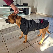 Arka participe au concours pour gagner de l'argent avec cette photo : animal, brown_dog, casual, clothing, collar, cute, dog, domestic, floor, furniture, hand, hoodie, indoor, modern, pet, shadow, side_view, standing, television, tile_floor