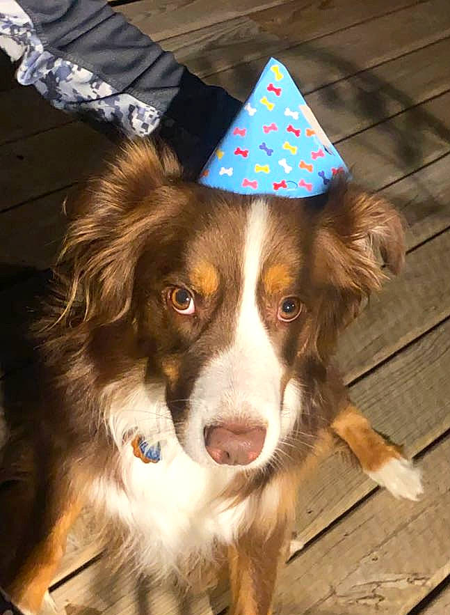 Dak is registered to the contest to win money with this photo: ball, canidae, carnivore, companion_dog, cone, costume_hat, dog, dog_breed, dog_supply, event, fawn, fur, gun_dog, herding_dog, holiday, liver, party_hat, snout, sporting_group, whiskers