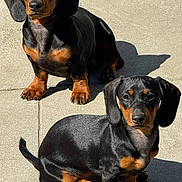 Charlotte Rusty is registered to the contest to win money with this photo: dog, puppy, dachshund, black_and_tan, sunlight, shadow, outdoor, concrete, pet, animal, cute, sitting, two_puppies, short_legs, ears, fur, alert, small_dog, companion, adorable