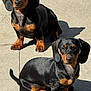 dog, puppy, dachshund, black_and_tan, sunlight, shadow, outdoor, concrete, pet, animal, cute, sitting, two_puppies, short_legs, ears, fur, alert, small_dog, companion, adorable