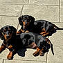 Charlotte Rusty joined the competition — help win amazing prizes! dachshund, puppies, dog, outdoor, sunlight, pavement, black_coat, tan_coat, pet, animal, two_dogs, lying_down, young, cute, fur, ears, tail, daylight, shadow, looking