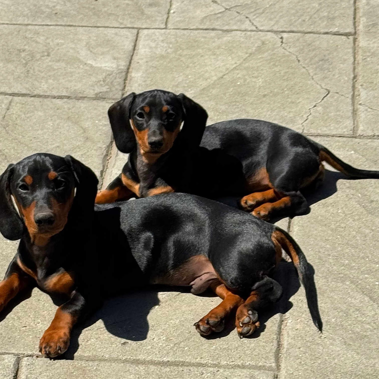 Charlotte Rusty joined the competition — help win amazing prizes! animal, black_coat, cute, dachshund, daylight, dog, ears, fur, looking, lying_down, outdoor, pavement, pet, puppies, shadow, sunlight, tail, tan_coat, two_dogs, young