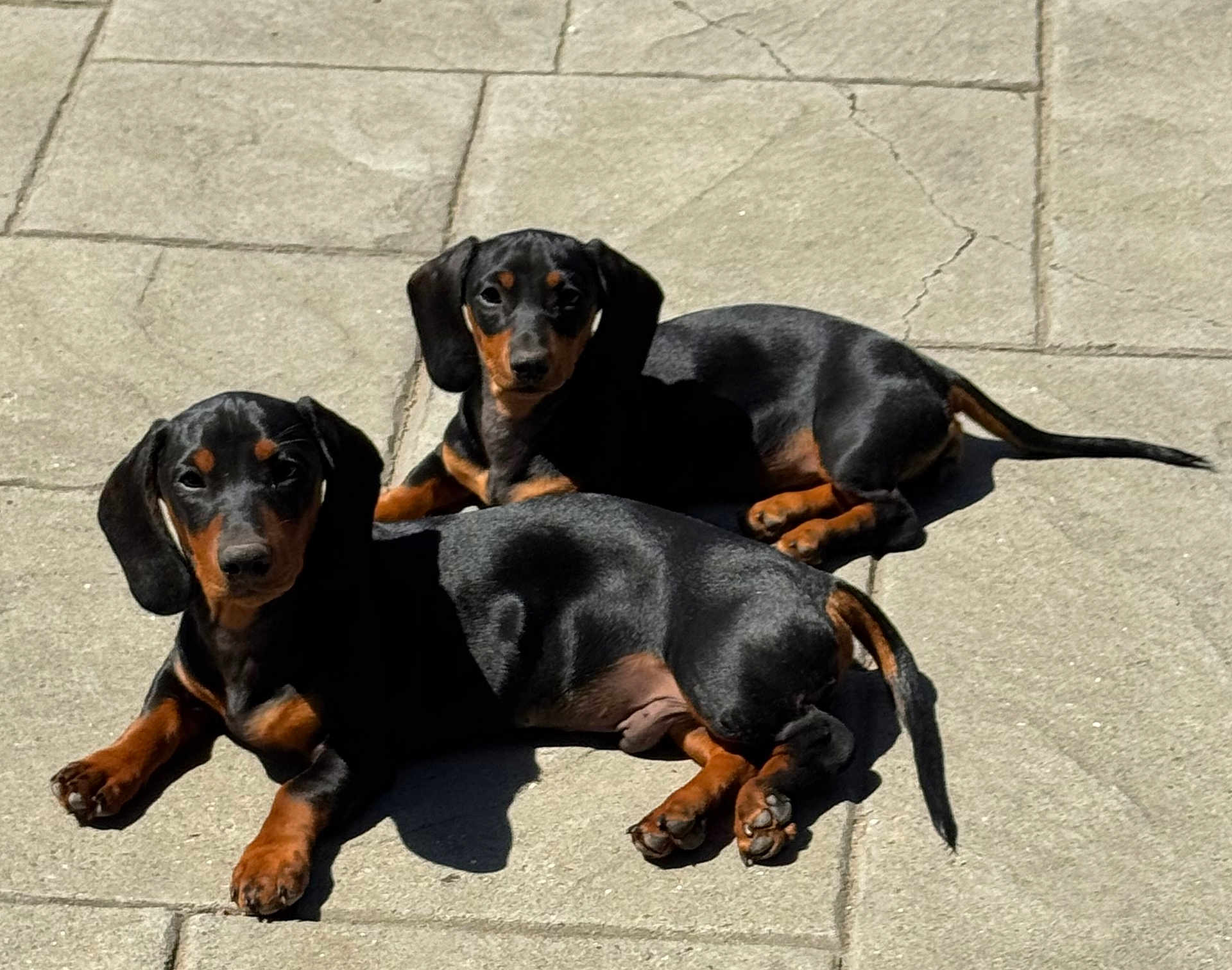 Charlotte Rusty joined the competition — help win amazing prizes! dachshund, puppies, dog, outdoor, sunlight, pavement, black_coat, tan_coat, pet, animal, two_dogs, lying_down, young, cute, fur, ears, tail, daylight, shadow, looking