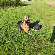 Louna a rejoint le concours — aidez-le/la à gagner de superbes lots ! dog, german_shepherd, grass, soccer_ball, outdoor, sunny, animal, pet, tongue_out, playing, greenery, park, nature, summer, canine, relaxed, lying_down, daylight, happy, mammal