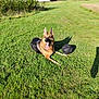 dog, german_shepherd, grass, soccer_ball, outdoor, sunny, animal, pet, tongue_out, playing, greenery, park, nature, summer, canine, relaxed, lying_down, daylight, happy, mammal