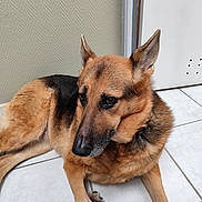 Louna participe au concours pour gagner de l'argent avec cette photo : animal, black_fur, brown_fur, canine, dog, domestic_animal, door, ears_up, floor, german_shepherd, indoors, looking_away, lying_down, mammal, pet, quiet, resting, side_view, tile_floor, wall