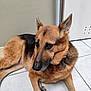 animal, black_fur, brown_fur, canine, dog, domestic_animal, door, ears_up, floor, german_shepherd, indoors, looking_away, lying_down, mammal, pet, quiet, resting, side_view, tile_floor, wall