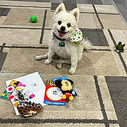 Yuki joined the competition — help win amazing prizes! dog, white_dog, toy, tennis_ball, bow_tie, carpet, indoor, pet, playful, happy, small_dog, stuffed_toy, floor, animal, cute, smiling, collar, living_room, mickey_mouse_toy, green_toy