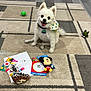 dog, white_dog, toy, tennis_ball, bow_tie, carpet, indoor, pet, playful, happy, small_dog, stuffed_toy, floor, animal, cute, smiling, collar, living_room, mickey_mouse_toy, green_toy