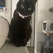 Aria joined the competition — help win amazing prizes! cat, black_cat, pet, indoor, curious, green_eyes, pink_collar, furniture, couch, cat_tree, wood_floor, home, animal, mammal, sitting, portrait, domestic_cat, cute, feline, whiskers