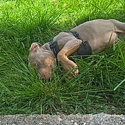 Sosa a rejoint le concours — aidez-le/la à gagner de superbes lots ! puppy, dog, grass, outdoor, greenery, pet, animal, nature, young, lying_down, curious, harness, side_view, soft_fur, close_up, playful, sunlight, ground, small, relaxing