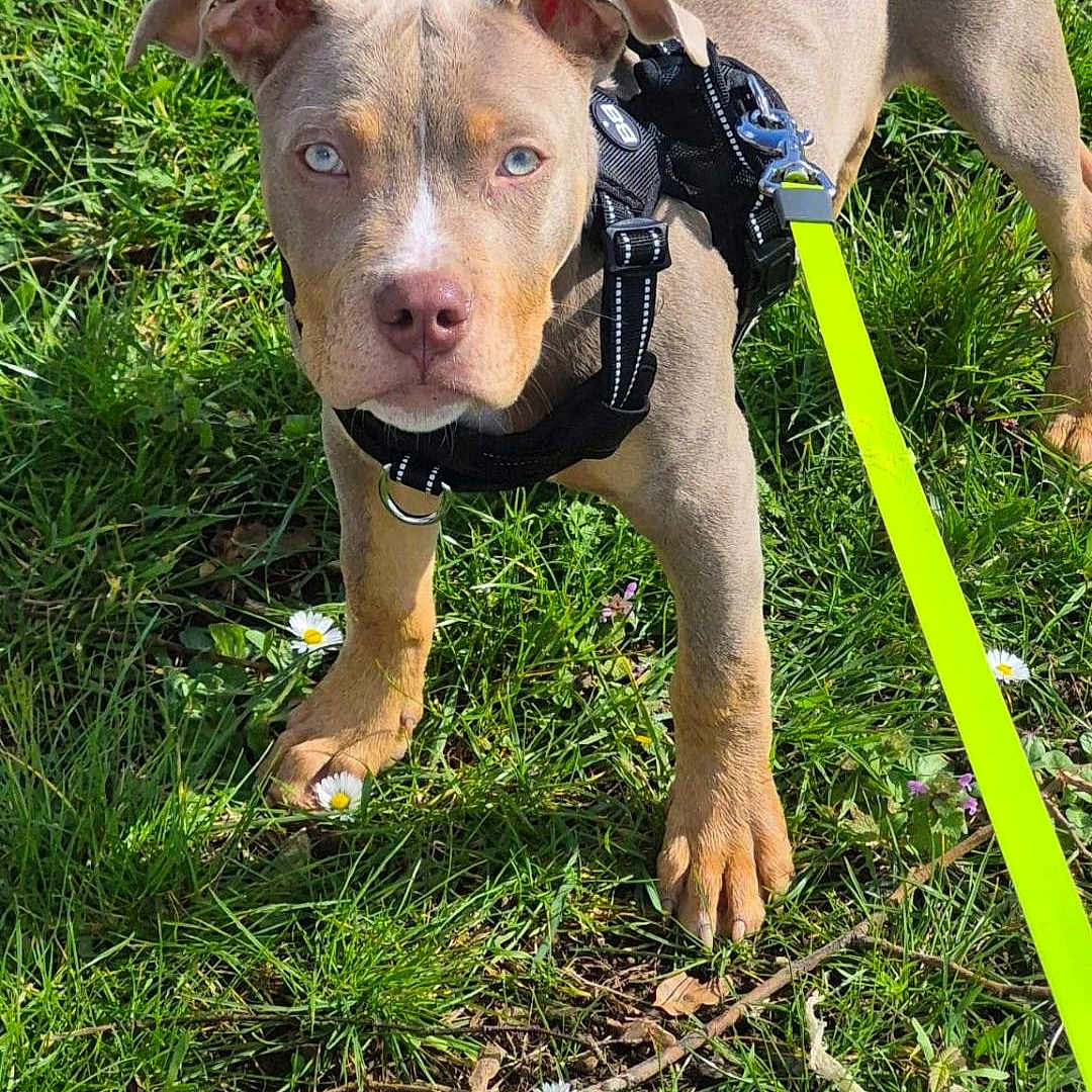 Sosa a rejoint le concours — aidez-le/la à gagner de superbes lots ! blue_eyes, close_up, collar, cute, daisies, dog, grass, green_grass, harness, leash, nature, outdoor, paws, pet, puppy, snout, spring, standing, sunlight, walking