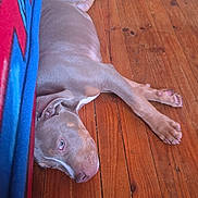 Sosa a rejoint le concours — aidez-le/la à gagner de superbes lots ! dog, puppy, pitbull, wooden_floor, hardwood, lying_down, sleepy, relaxed, blue_blanket, blanket_edge, paws, nose, indoor, pet, home, floorboards, closeup, portrait, brown_coat, calm