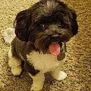 Snuggles is registered to the contest to win money with this photo: dog, pet, animal, indoor, carpet, cute, tongue_out, fluffy, black_and_white, small_dog, sitting, fur, collar, tag, looking_up, eyes, nose, paw, tail, happy