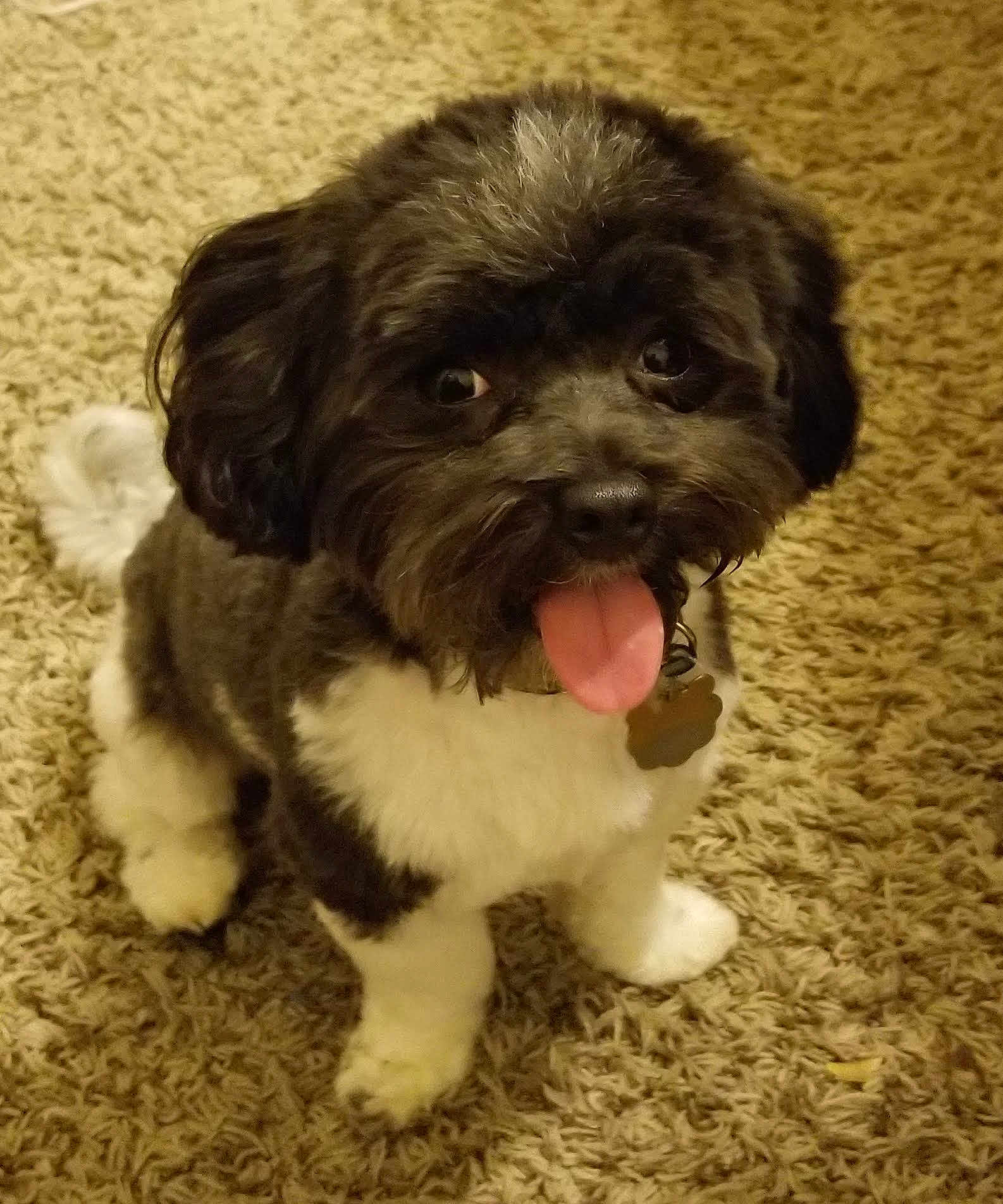Snuggles is registered to the contest to win money with this photo: dog, pet, animal, indoor, carpet, cute, tongue_out, fluffy, black_and_white, small_dog, sitting, fur, collar, tag, looking_up, eyes, nose, paw, tail, happy